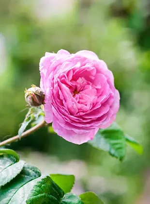 Mùi hoa Rose de Mai